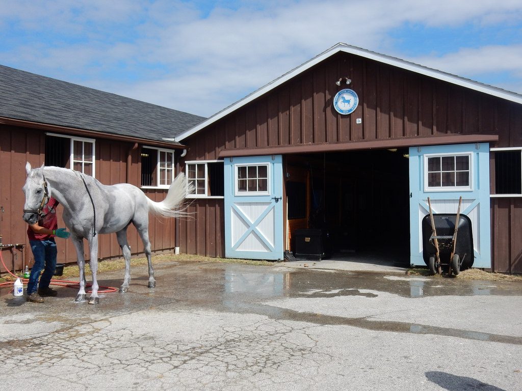 Saddle Up For The Devon Horse Show