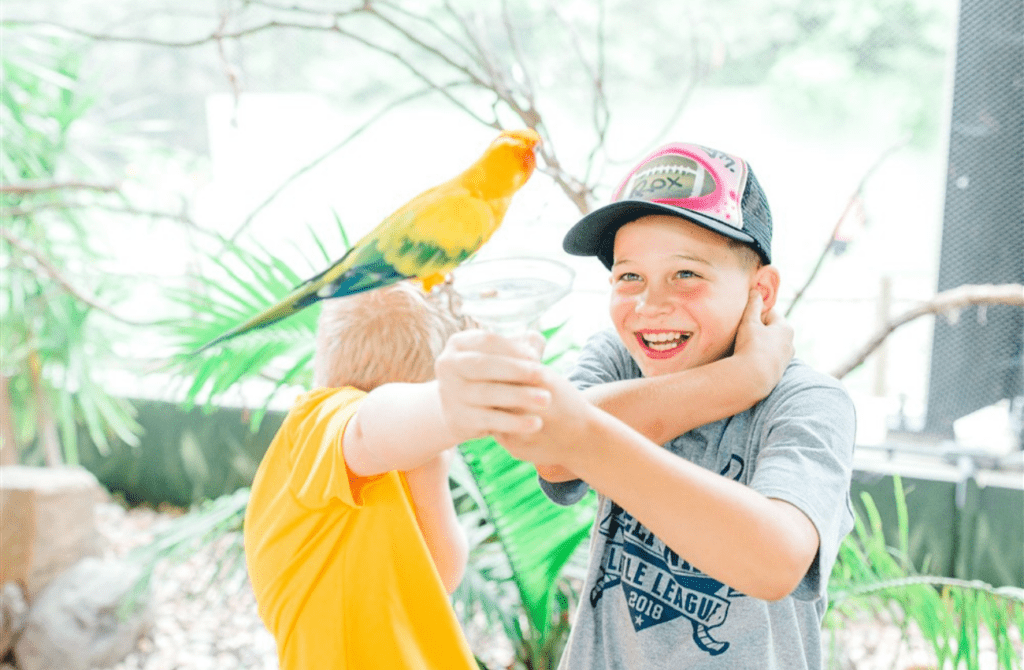 A boy laughs in wonder at the parrot perched on his hand at the Elmwood Park Zoo. 