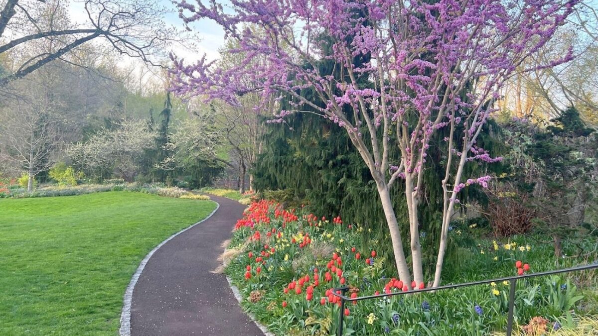 A garden path with spring tulips at Chanticleer, a Main Line garden and arboretum.
