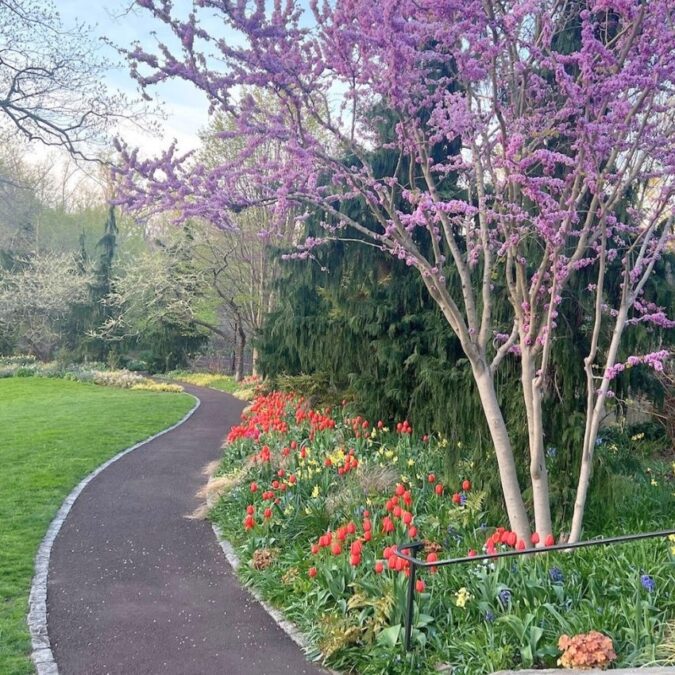 A garden path with spring tulips at Chanticleer, a Main Line garden and arboretum.
