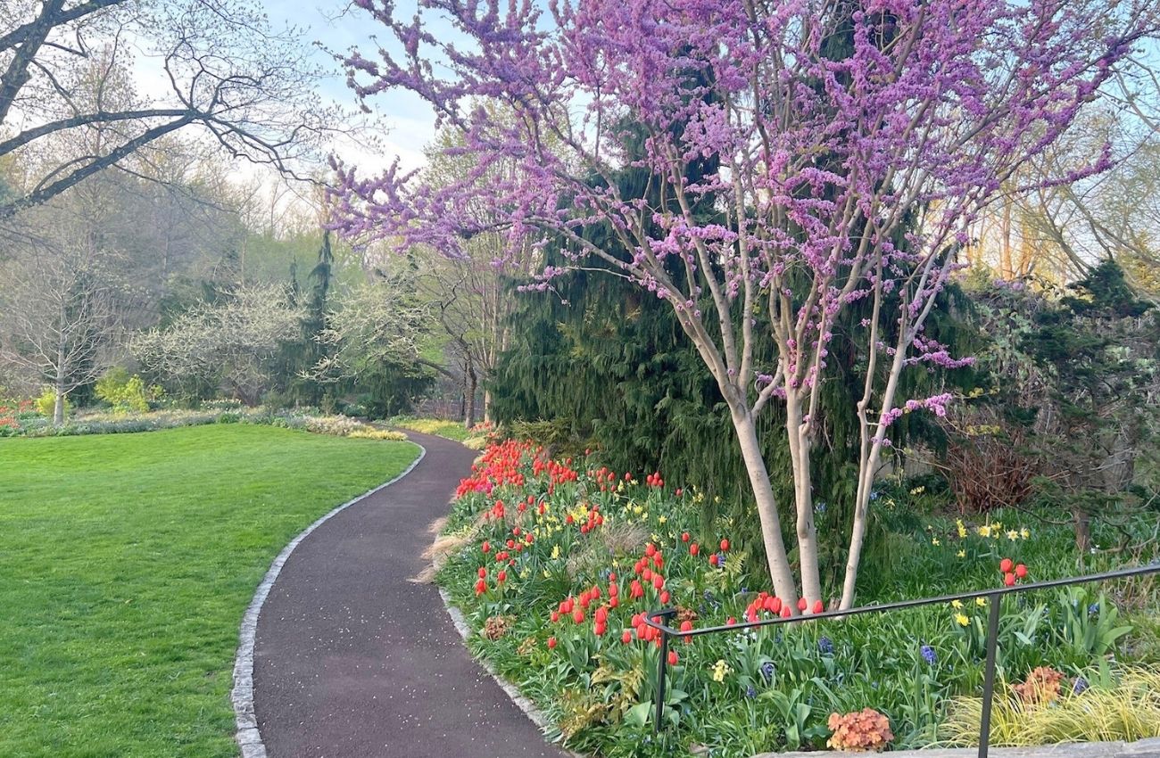 A garden path with spring tulips at Chanticleer, a Main Line garden and arboretum.