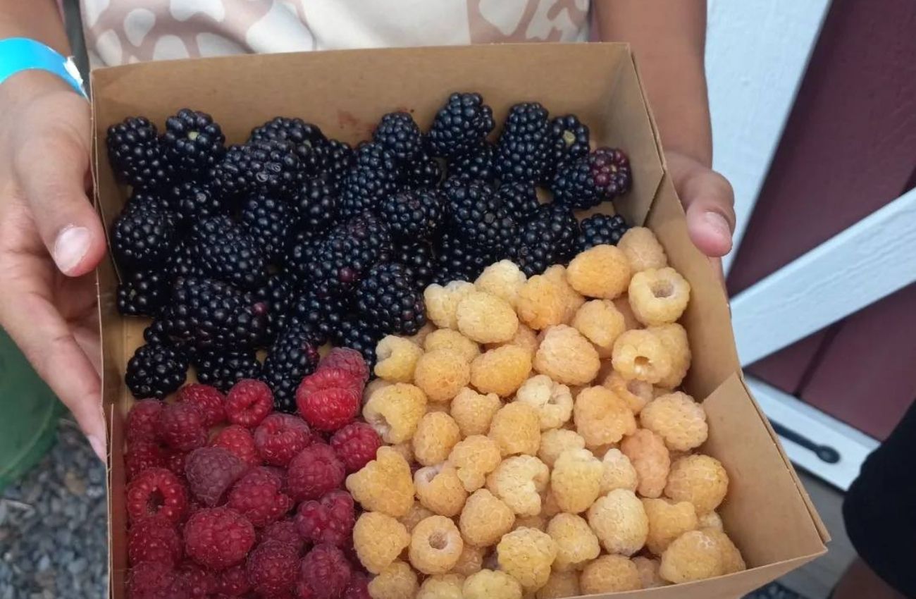 A young person holds a box of pick-your-own red, white, and blue raspberries and blackberries from Hellericks Farm.
