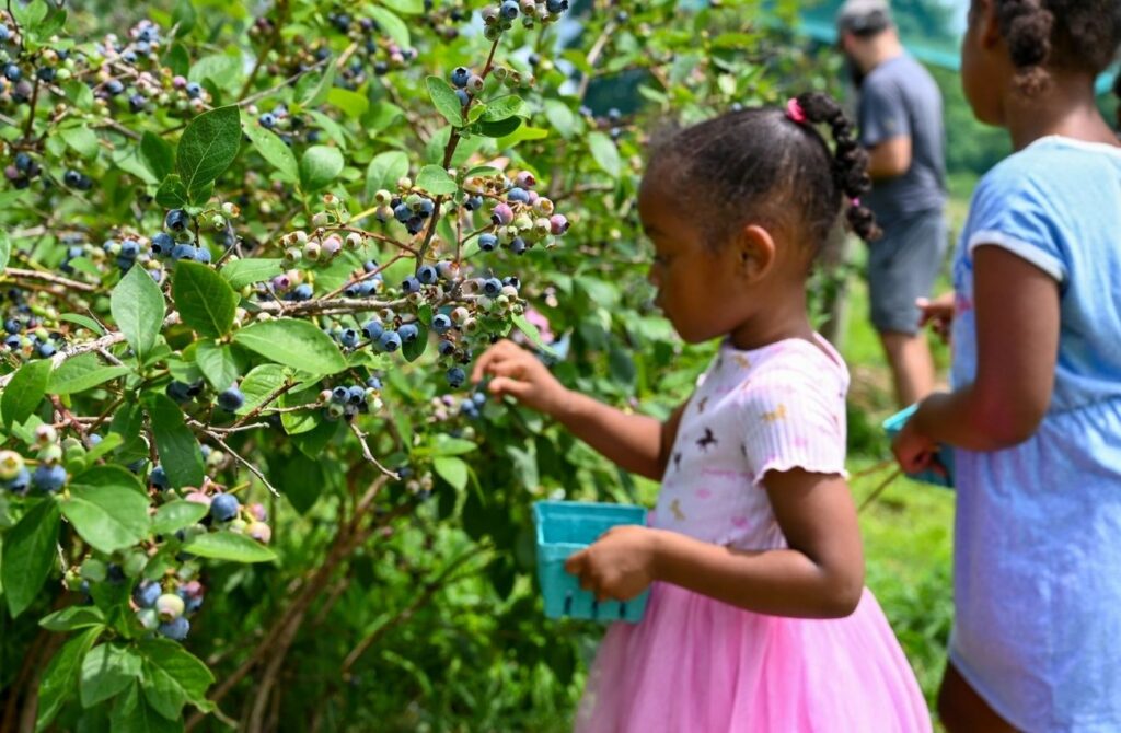 A little girl in a pink dress picks blueberries at Linvilla Orchards in Media, PA.