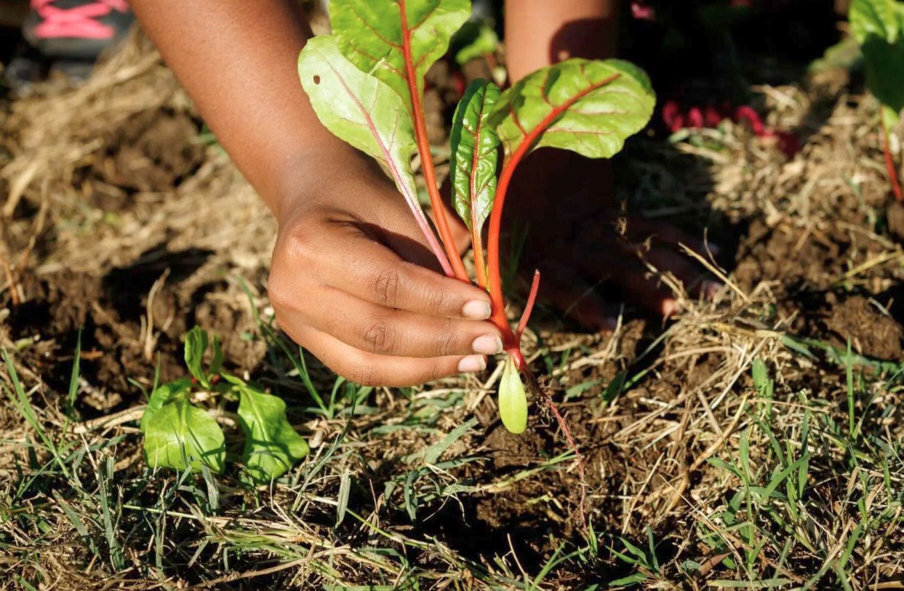 A child plants chard at Bartram's Garden, in Philadelphia, a spot for Main Line gardening with kids.