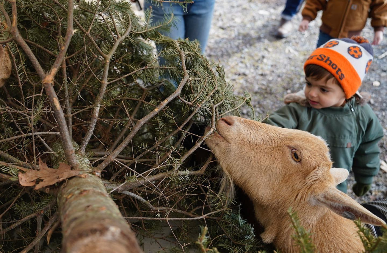 Christmas tree-cycling at Philly Goat Project shows a goat nibbling an old Christmas tree while a little boy watches.