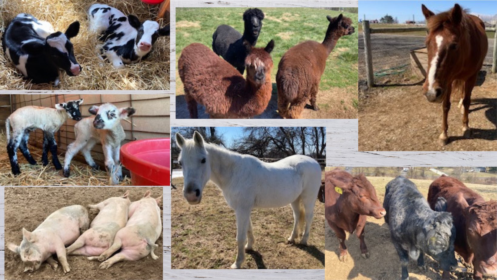 Farm animals at Garrett Williamson Barn