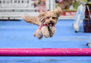 Small shaggy dog jumping in the air over a pink pole.