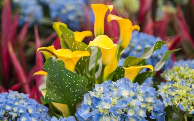 Yellow Calla Lillies and pale blue and yellow hydrangeas in a garden. Bird of Paradise plants are softly out of focus in the background.