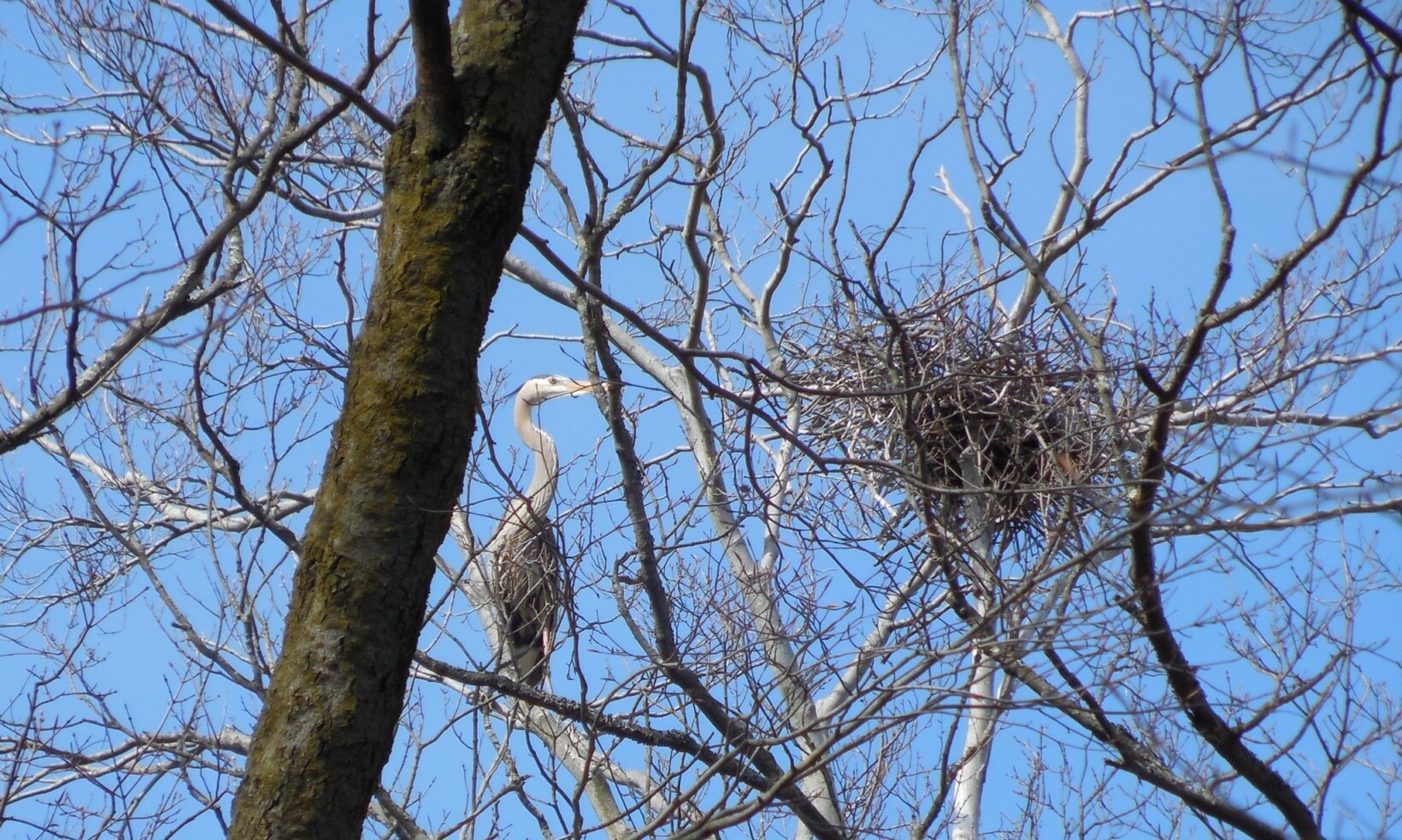A Great Blue Heron at Norristown Farm Park