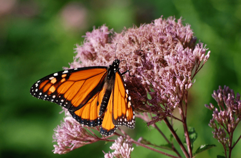 Family Project: Starting a Pollinator Garden - Main Line Parent