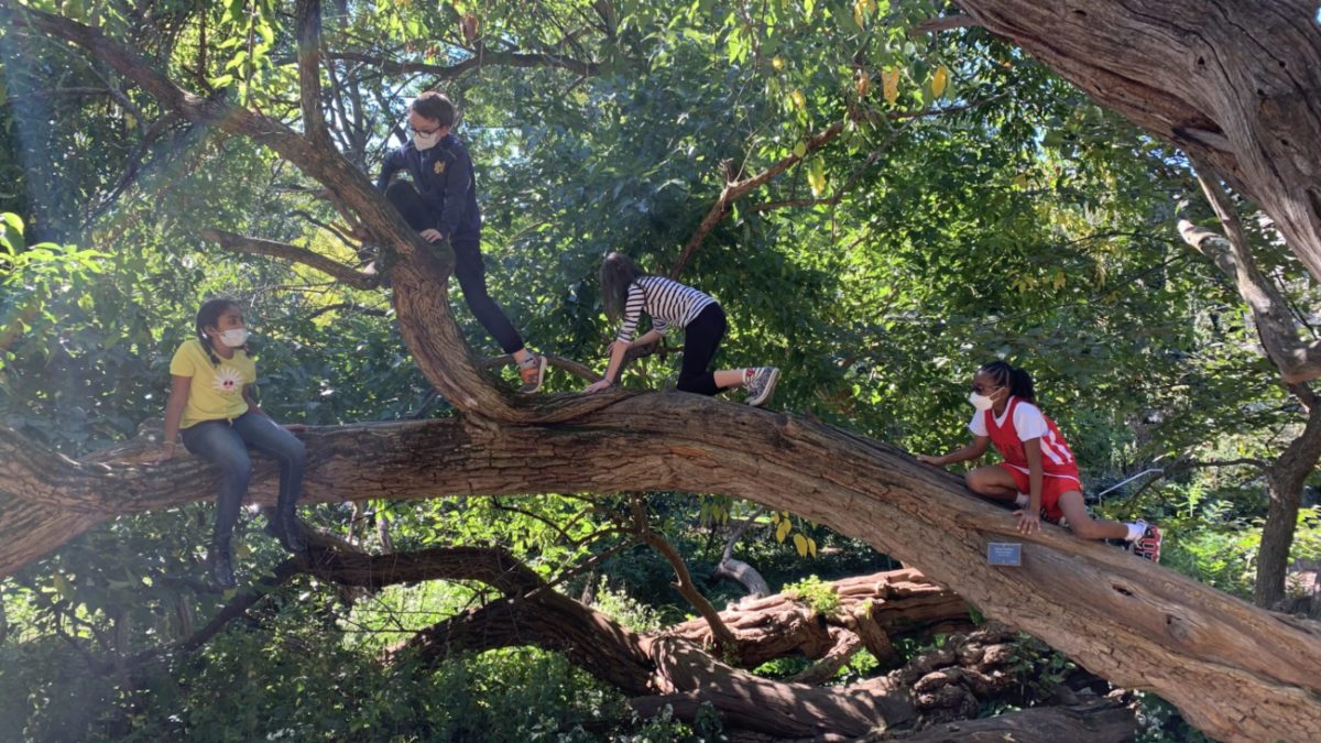children climbing a large tree