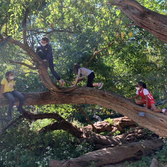 children climbing a large tree