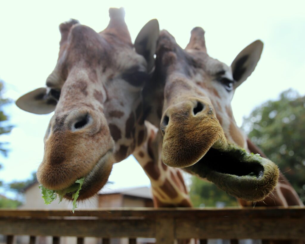 elmwood park giraffes