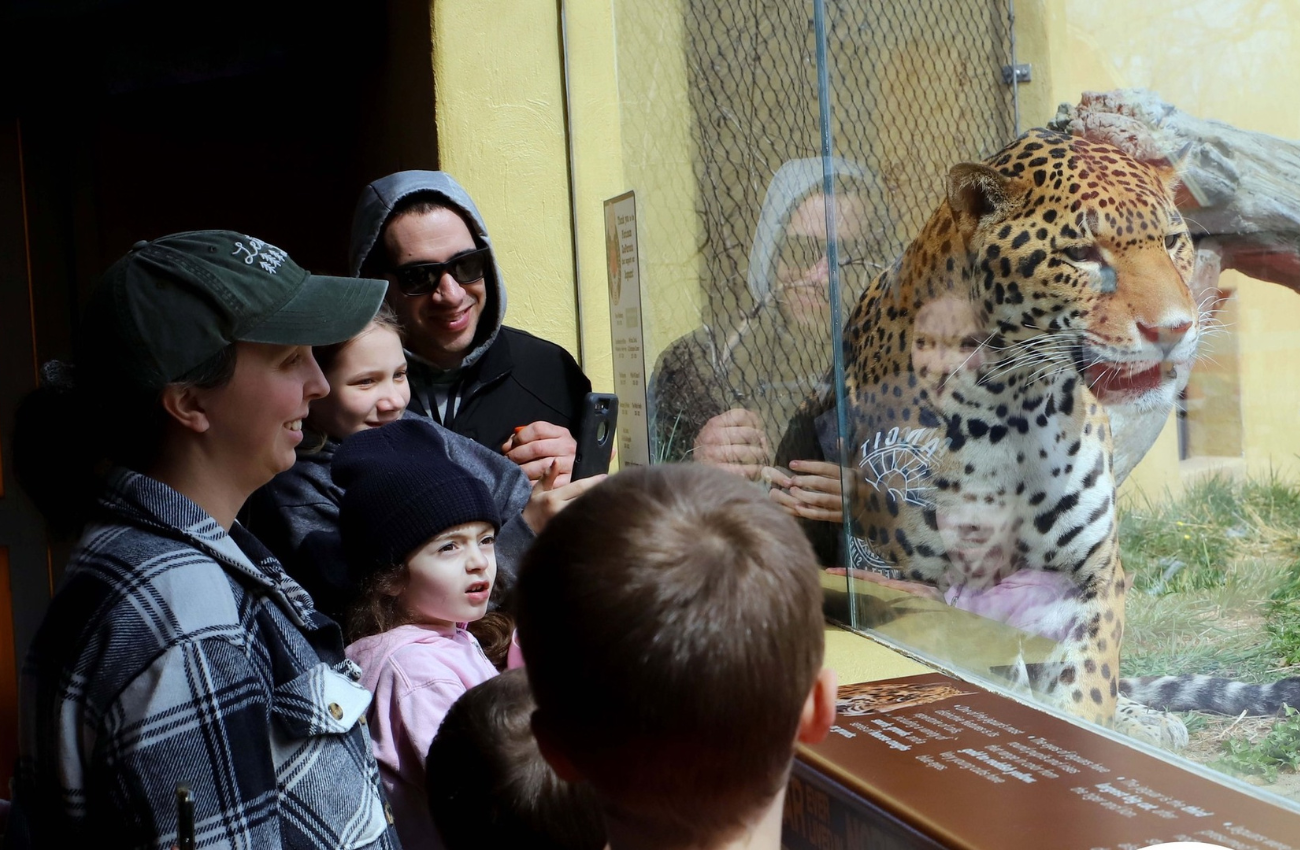 A group of adults and children vie the jaguar during sensory-friendly mornings at the Elmwood Park Zoo.