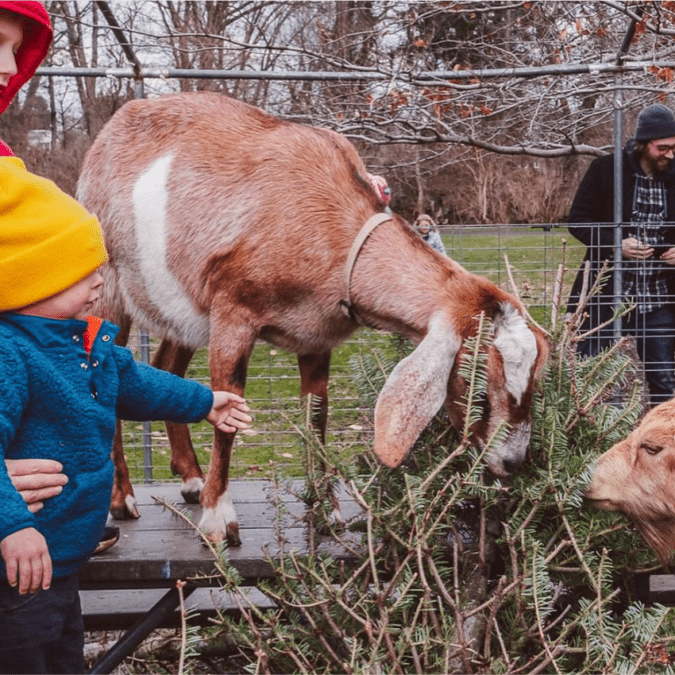 Goats munch on a Christmas tree as part of a tree-cycling program.