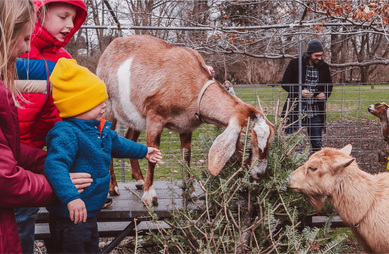 Goats munch on a Christmas tree as part of a tree-cycling program.