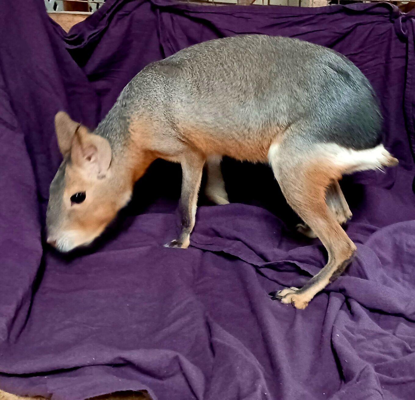 SafariPartiesMainLineParent_108166918_20220412_1653201