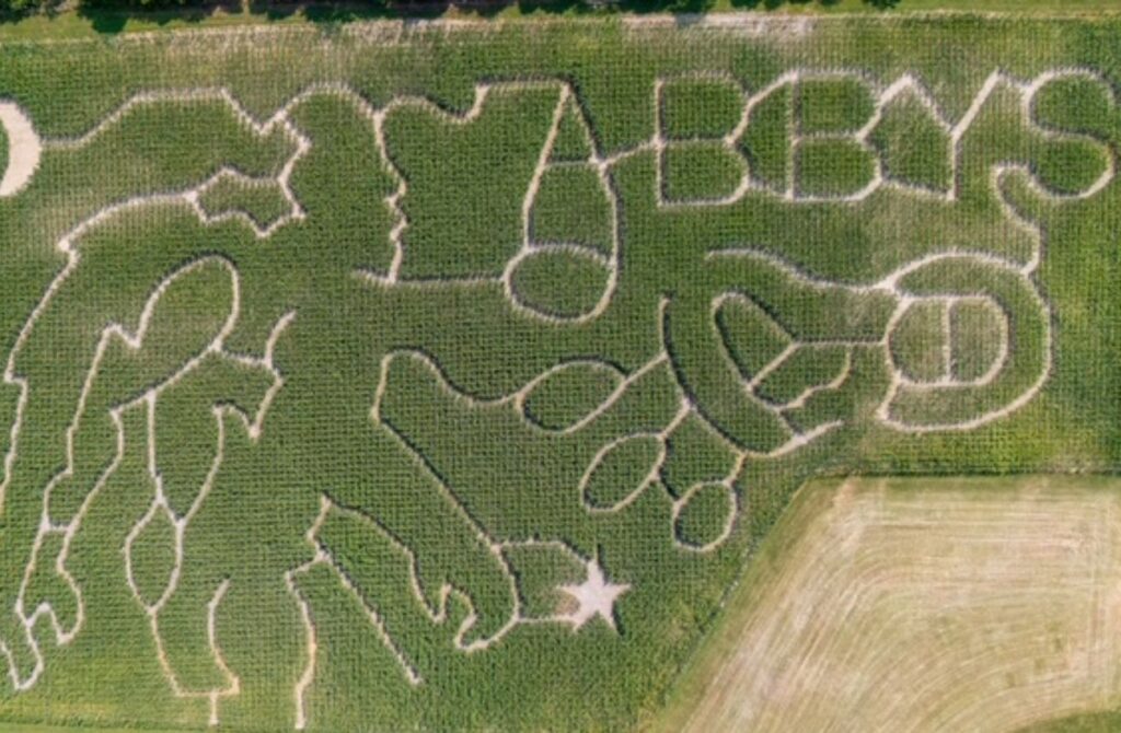 Corn maze ready for fall family fun