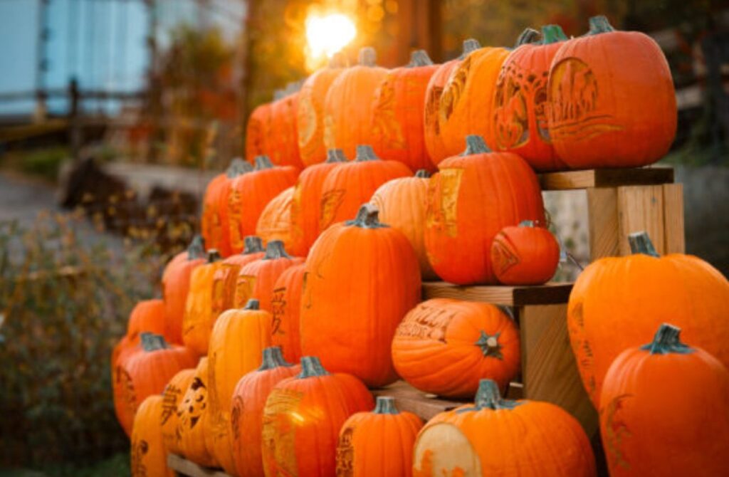 jack-o-lantern festival of pumpkins for fall fun