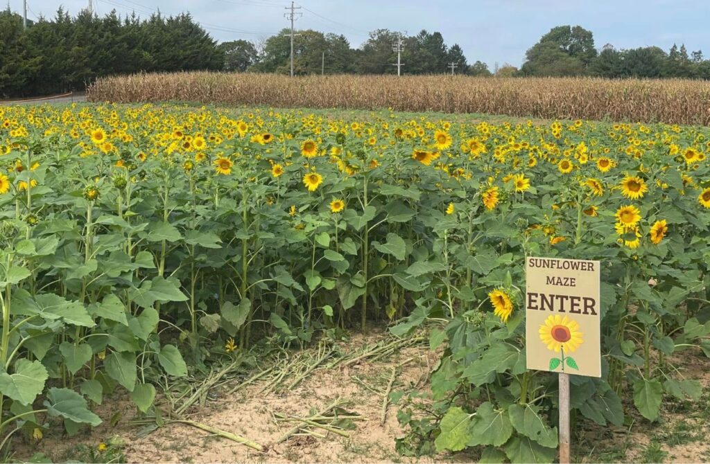 Olszanowski's sunflower maze is perfect for visitors big and small