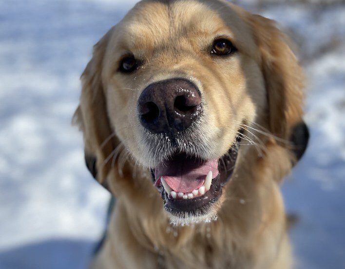 golden snow