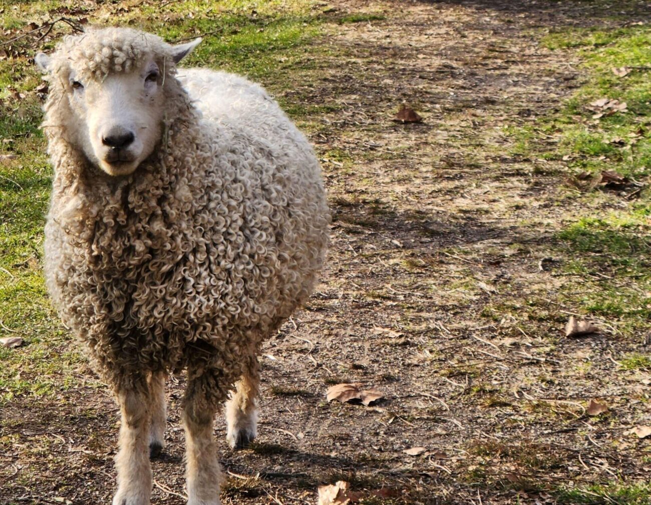 Sheep Shearing at the Colonial Pennsylvania Farmstead