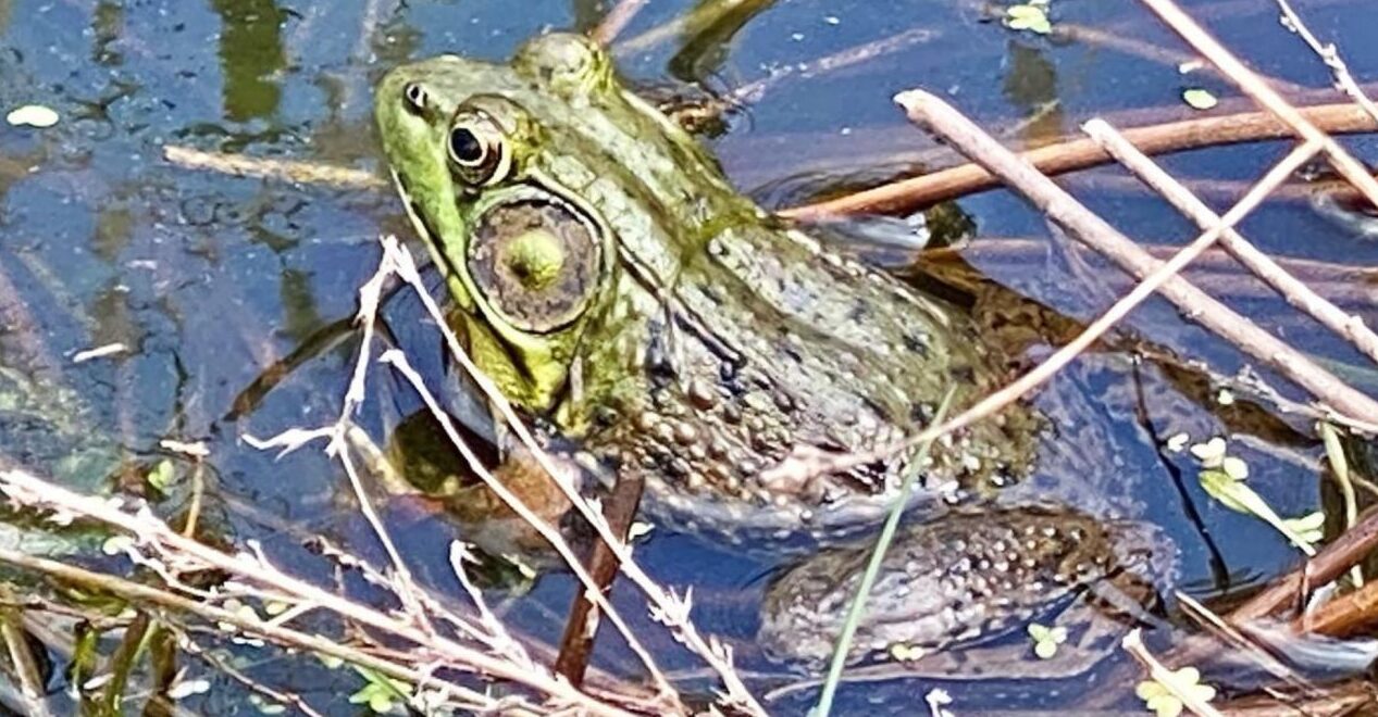 Family Explorers: Hop, Slither, and Splash at Tyler Arboretum