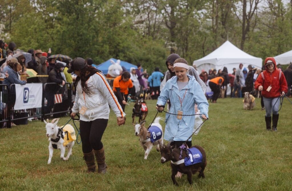 Handlers race their goats on leashes at the Sly Fox Goat Races in Pottstown.