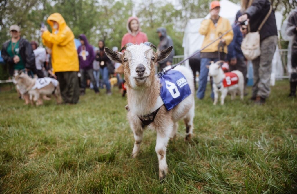 A small white goat contender on a leash at the Sly Fox Goat Races in Pottstown.