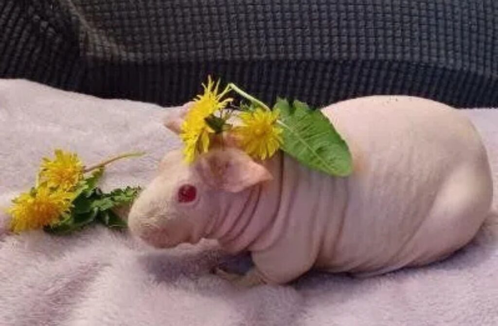 A guinea pig visits a Main Line kid's party compliments of Safari Parties