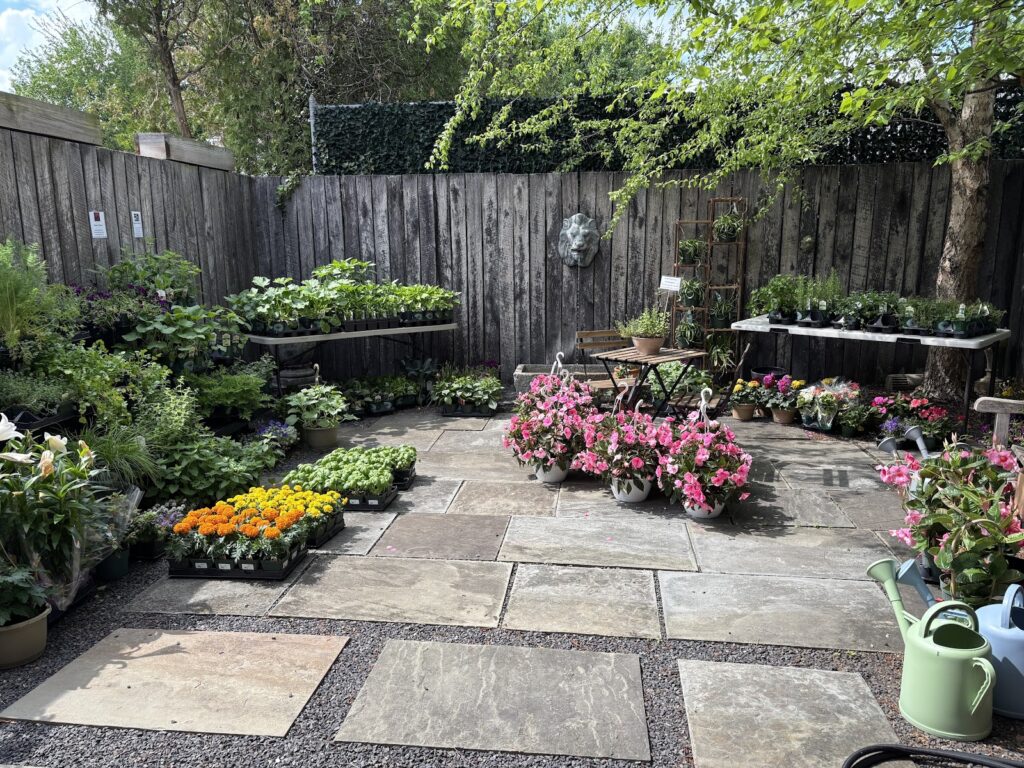 plant image 2