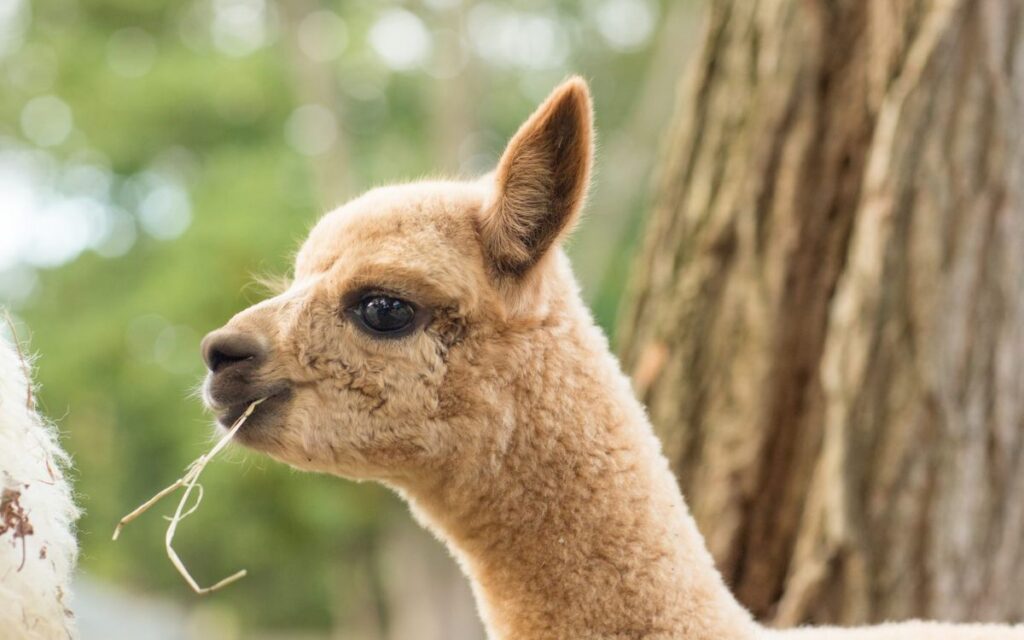 Silkie’s Farm Profile