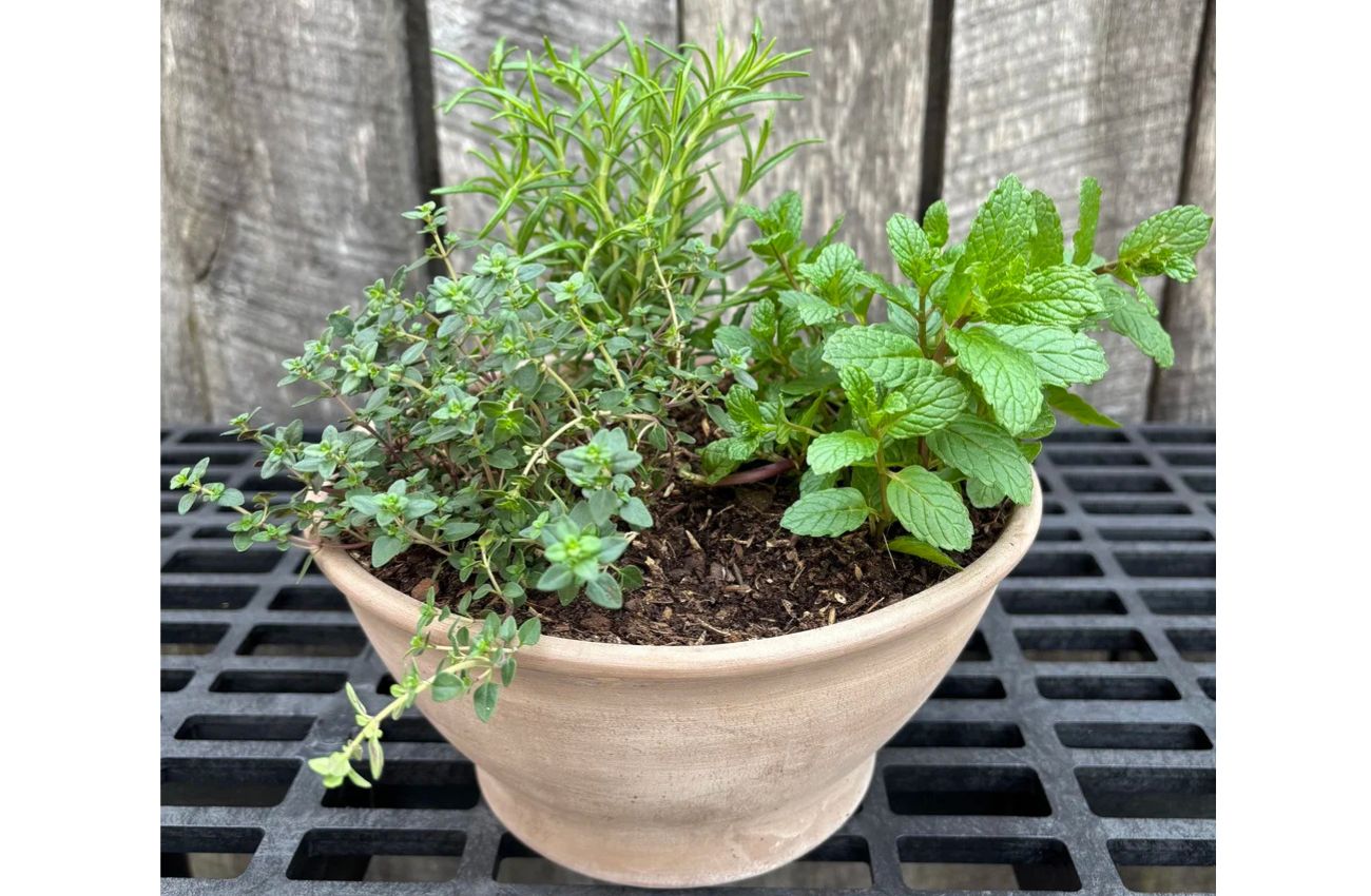 Herb Garden Bowl Workshop at Pinwheel Provisions