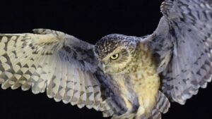 Nature at Night: Owls
