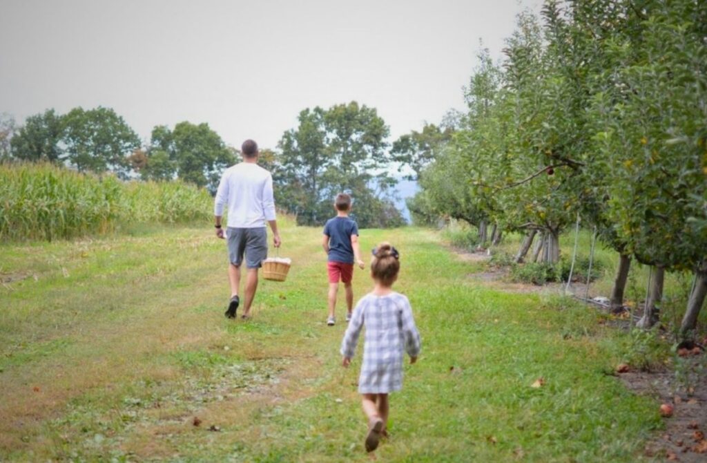 A father carries a basket and two little children run along apple trees at Brecknock Orchard in PA. 