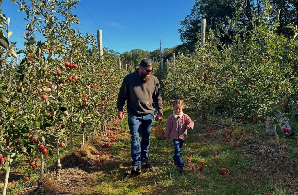 A father and daughter walk in the apple orchard at Frecon Farms in Berks County, PA