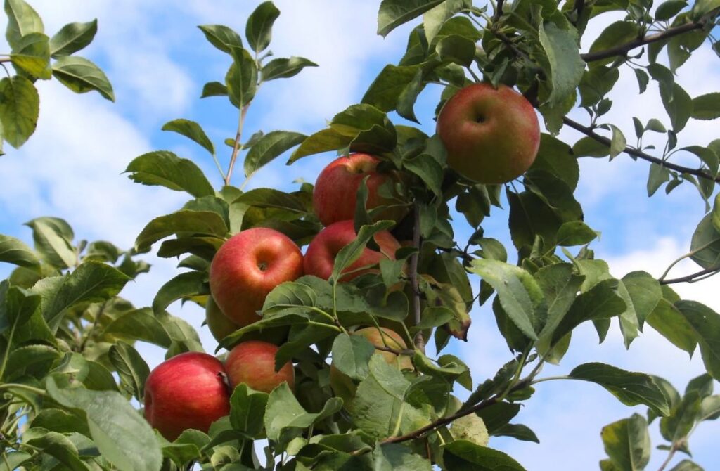 A branch full of apples at Linvilla Orchards in Media, PA. 