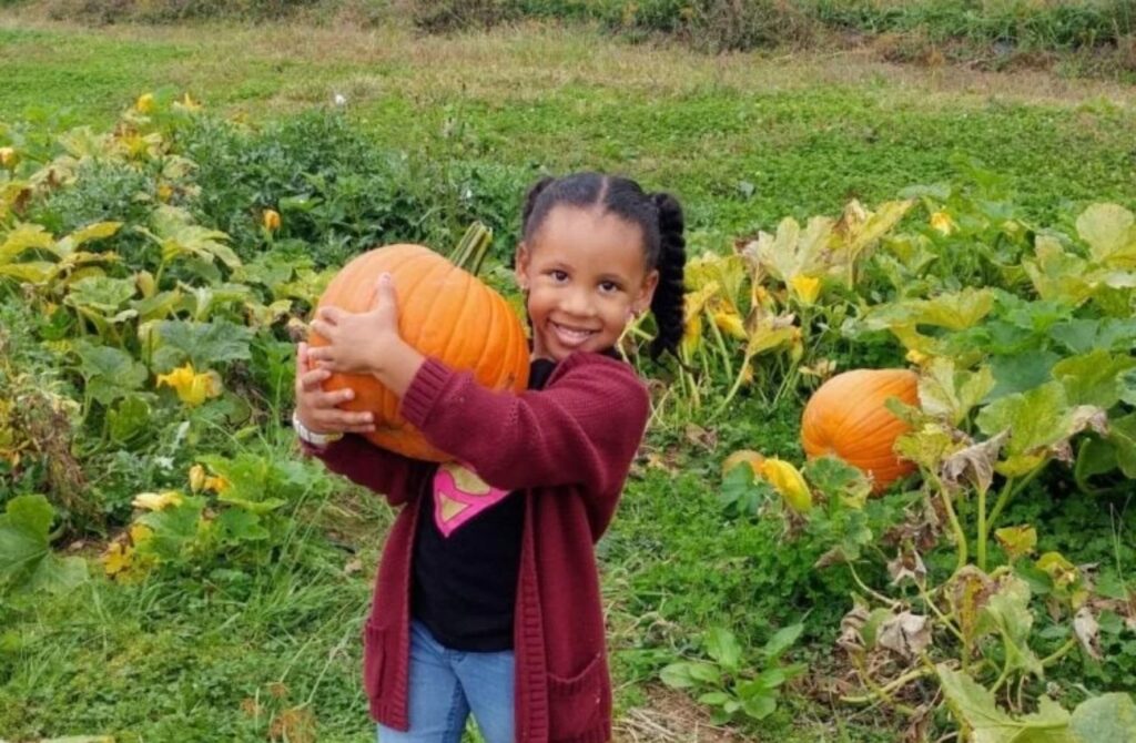 A little girl holds a large pumpkin in a field at Weaver's Orchard in Morgantown, PA. 