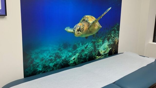 turtle-wall-fairmount-advocare